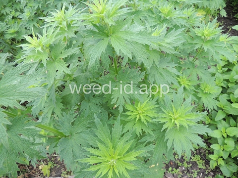 motherwort